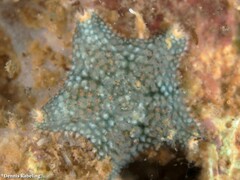 Asterina gibbosa