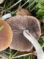 Laccaria bicolor