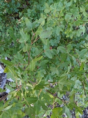 Acer monspessulanum
