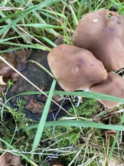 Laccaria bicolor