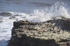 Calidris maritima