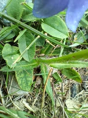 Campanula barbata