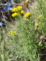 Galatella linosyris