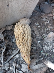 Morchella