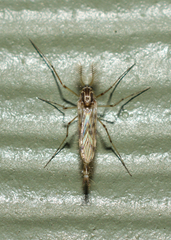 Chaoboridae
