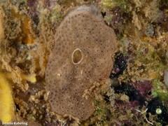 Lissoclinum perforatum