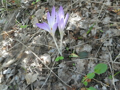 Colchicum lusitanum