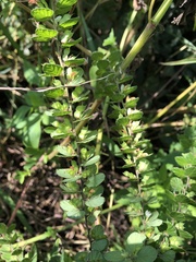 Phyllodium pulchellum