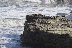 Calidris maritima