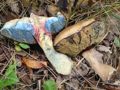Butyriboletus fechtneri