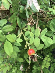Rosa nutkana