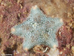 Asterina gibbosa