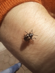 Doryphorina