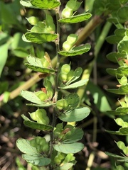 Phyllodium pulchellum