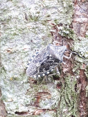 Rhaphigaster nebulosa