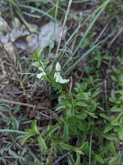 Stachys recta