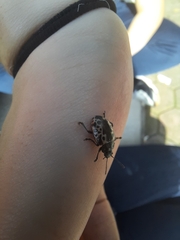 Doryphorina