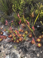 Drosera xerophila
