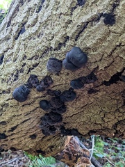 Daldinia concentrica
