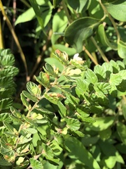 Phyllodium pulchellum