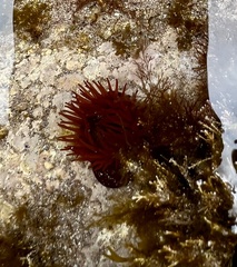 Actinia equina