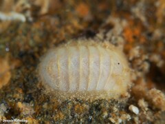Leptochiton cancellatus