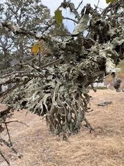 Evernia prunastri