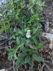 Stachys recta