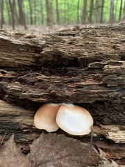 Crepidotus mollis