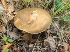 Butyriboletus fechtneri