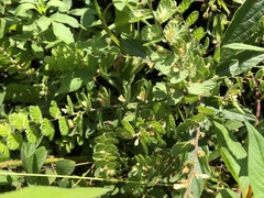 Phyllodium pulchellum