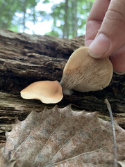 Crepidotus mollis