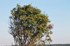 Sorbus aucuparia