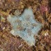Asterina gibbosa - Photo (c) Dennis Rabeling,  זכויות יוצרים חלקיות (CC BY-NC-ND), הועלה על ידי Dennis Rabeling