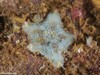 Cushion Star - Photo (c) Dennis Rabeling, some rights reserved (CC BY-NC-ND), uploaded by Dennis Rabeling