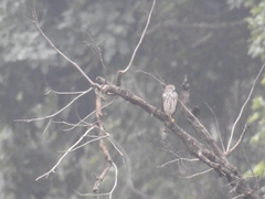 Accipiter badius