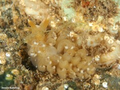 Spurilla neapolitana