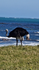 Struthio camelus australis