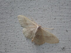Idaea aversata