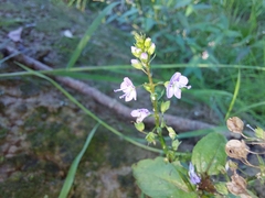 Veronica anagallis-aquatica