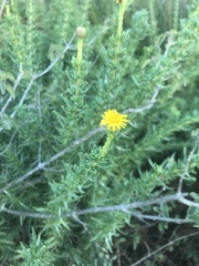 Limbarda crithmoides