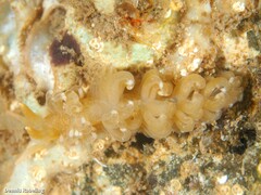 Spurilla neapolitana