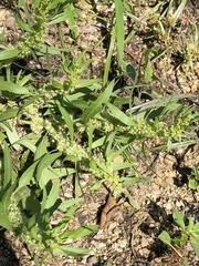Rumex fueginus