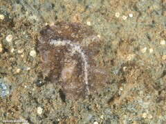 Thysanozoon brocchii