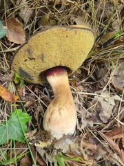 Butyriboletus fechtneri