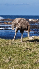Struthio camelus australis