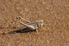 Platycleis albopunctata