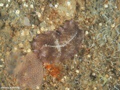 Thysanozoon brocchii