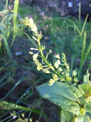 Veronica anagallis-aquatica