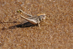 Platycleis albopunctata